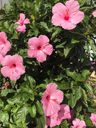 Filename=Untitled-26_copy.jpg
Filesize=167KiB
Dimensions=720x960
Date added=Jul 25, 2018 Untitled-26_copy.jpg