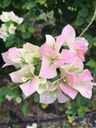 Filename=Untitled-28_copy.jpg
Filesize=95KiB
Dimensions=720x960
Date added=Jul 25, 2018 Untitled-28_copy.jpg